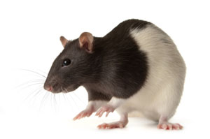 Rat